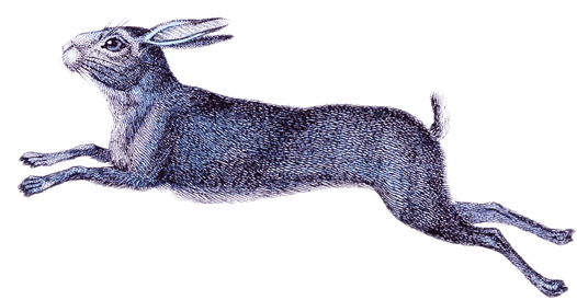 hare from Alice in wonderland inbetween book
